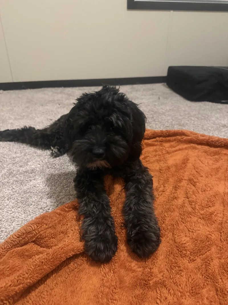 A young small-sized male Black Cocker Spaniel dog named Astro for adoption in White Lake, MI