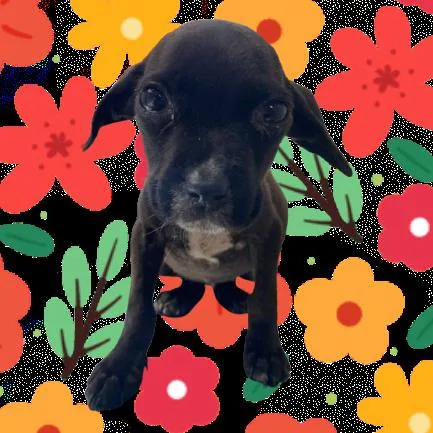 A young medium-sized female Black Beagle dog named Bella for adoption in Tuscaloosa, AL