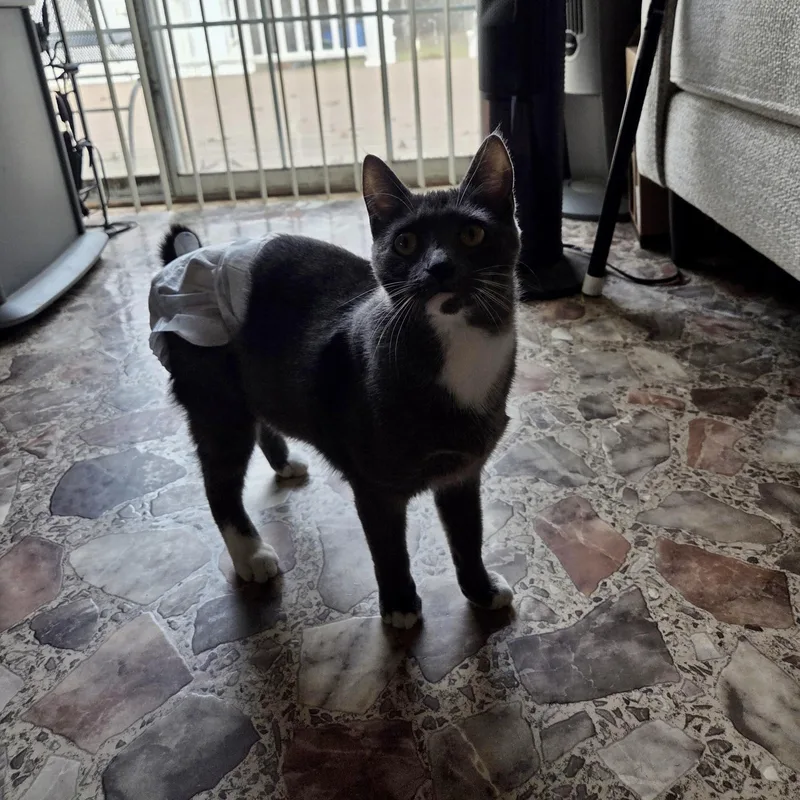 High Wire thumbnail 2