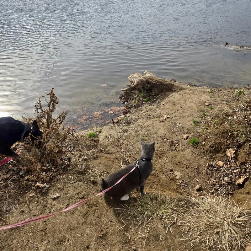 High Wire thumbnail 3