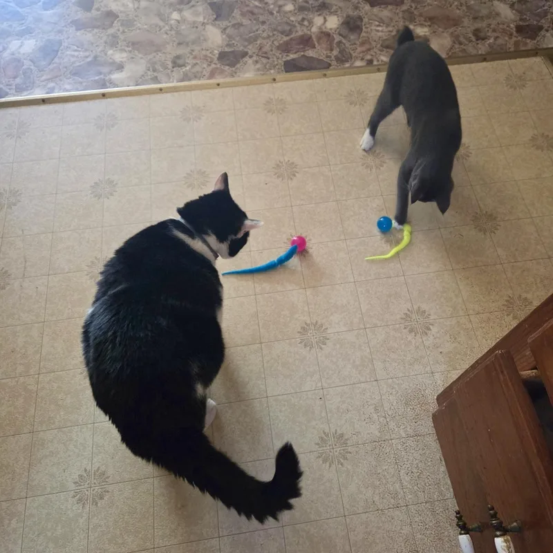 High Wire thumbnail 4