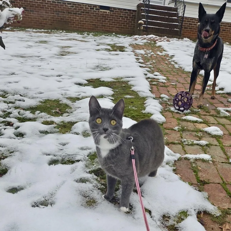 High Wire thumbnail 5