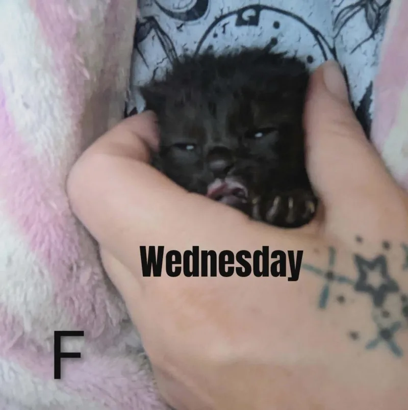 A baby small-sized female Domestic Short Hair cat named Wednesday for adoption in Ada, OK