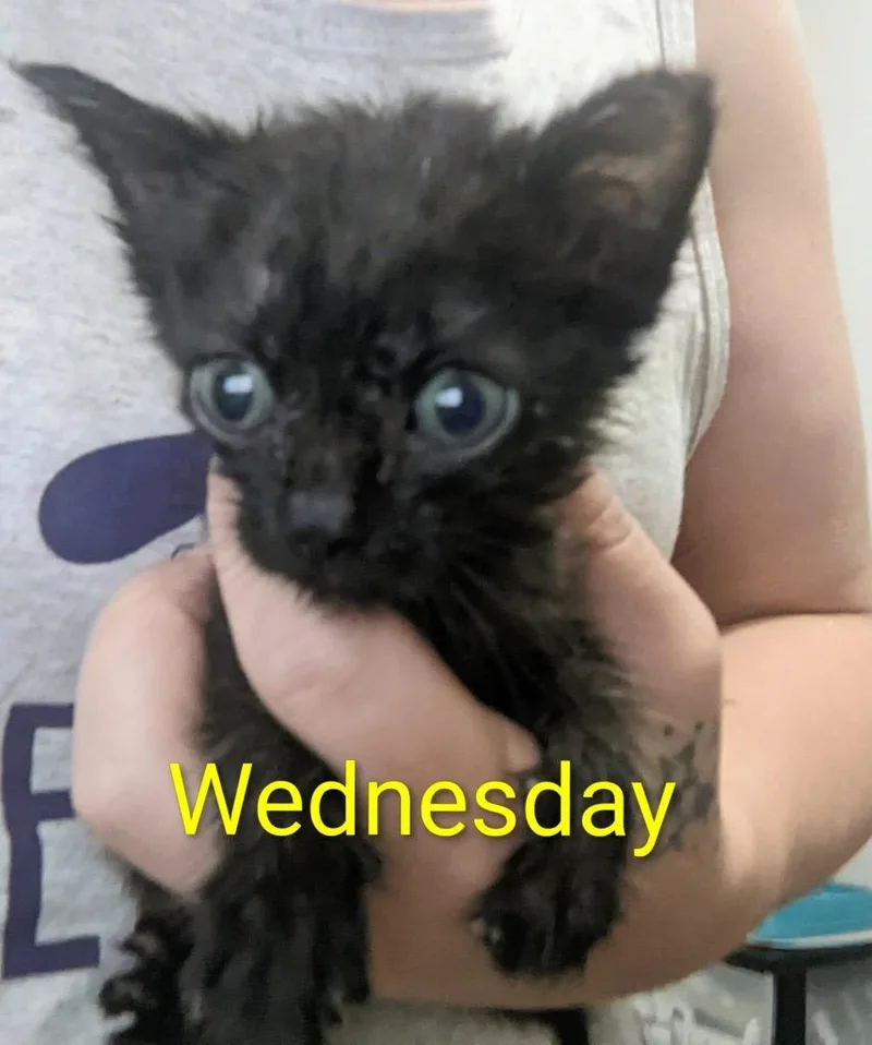Wednesday thumbnail 2