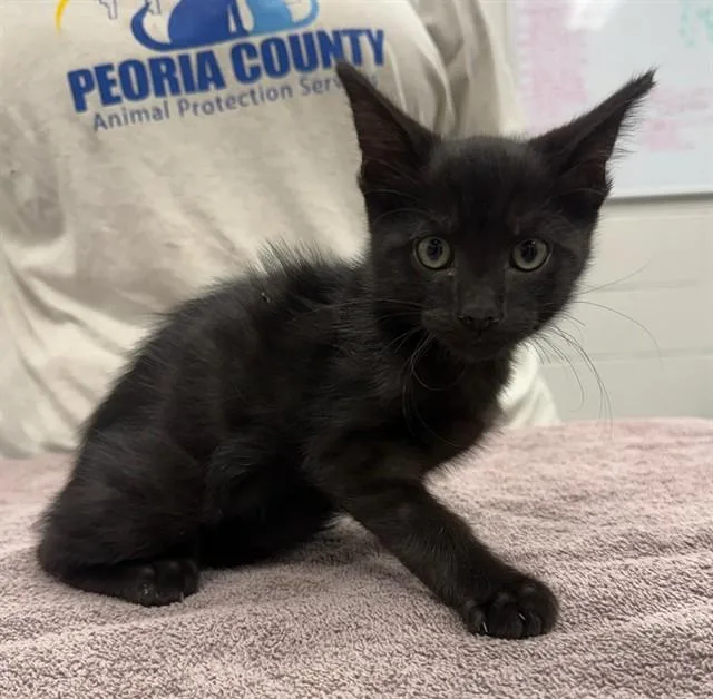 A baby small-sized male Domestic Short Hair cat named Latte for adoption in Peoria, IL