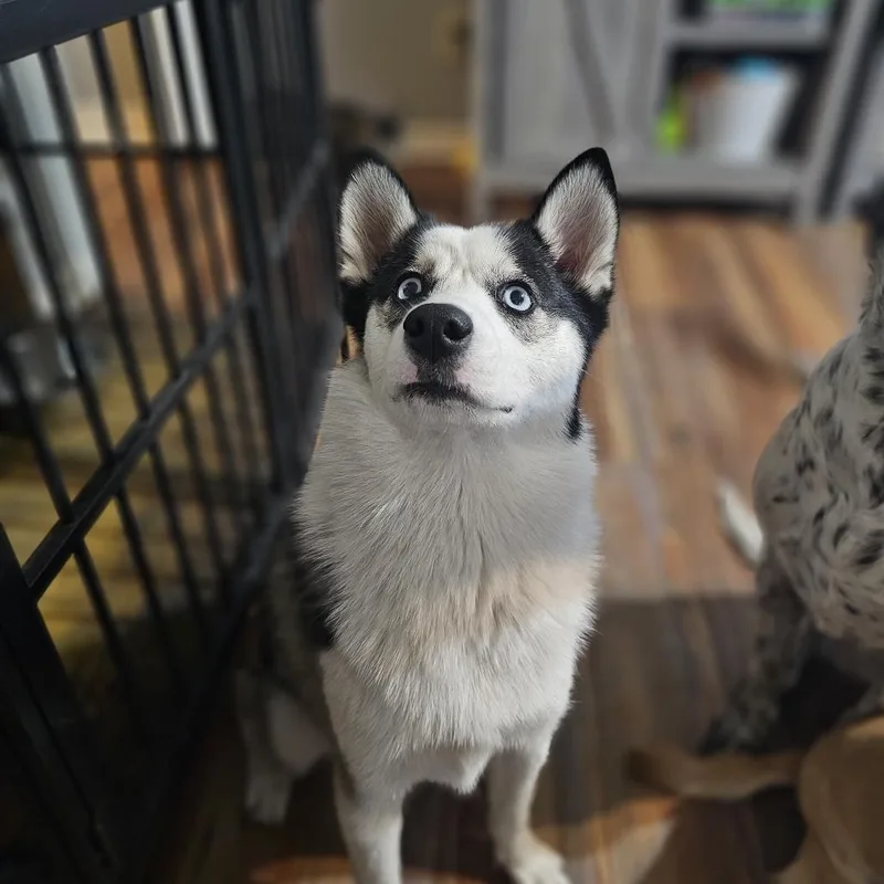 A young medium-sized female Black Siberian Husky dog named Peppa for adoption in Fredericksburg, TX