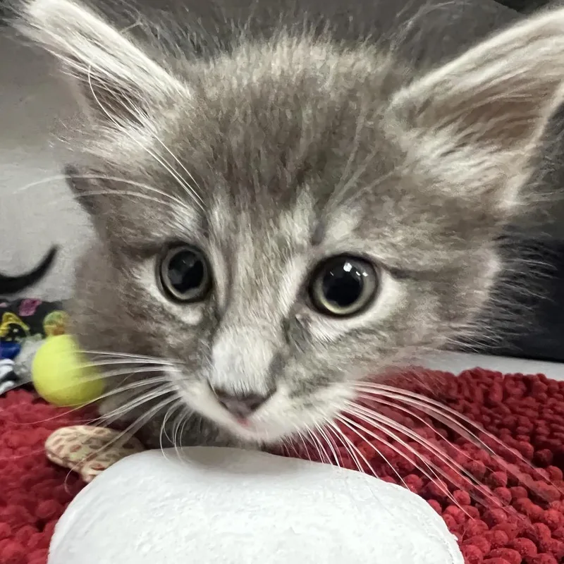A baby small-sized male Brown / Chocolate Domestic Short Hair cat named Pate for adoption in Santa Barbara, CA