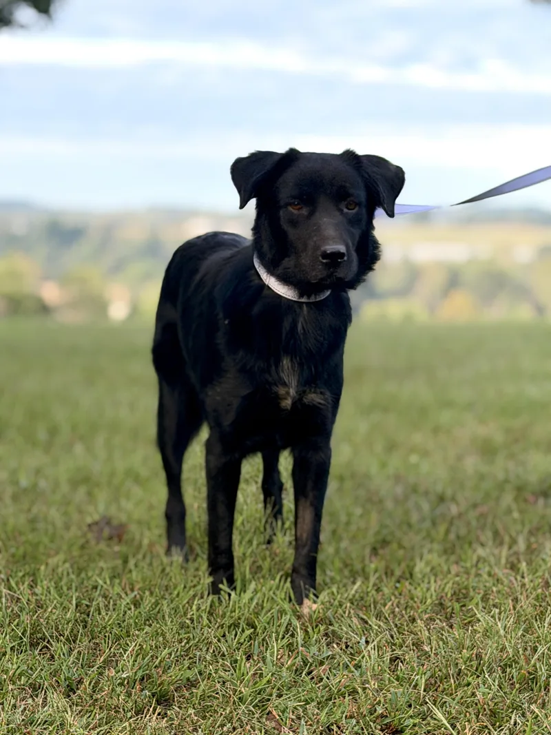 A young medium-sized female Black Border Collie dog named Bessie for adoption in Gradyville, KY