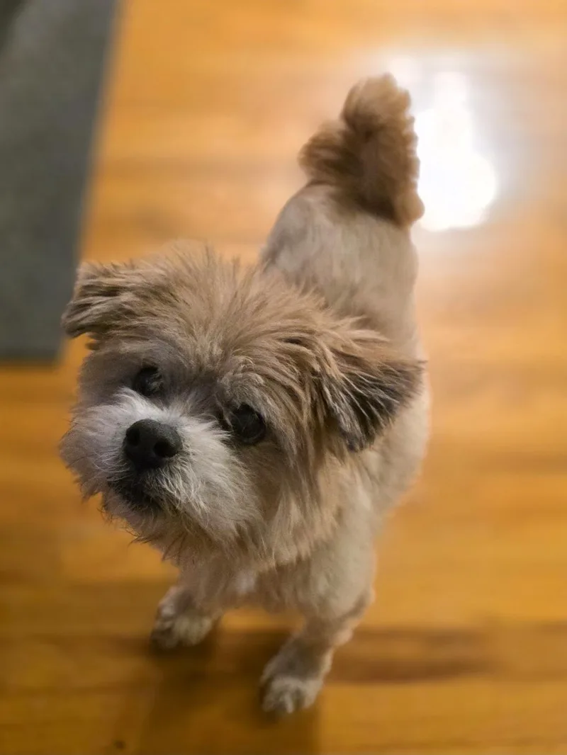 An adult small-sized male Apricot / Beige Pomeranian dog named Louie for adoption in Lincoln, NE
