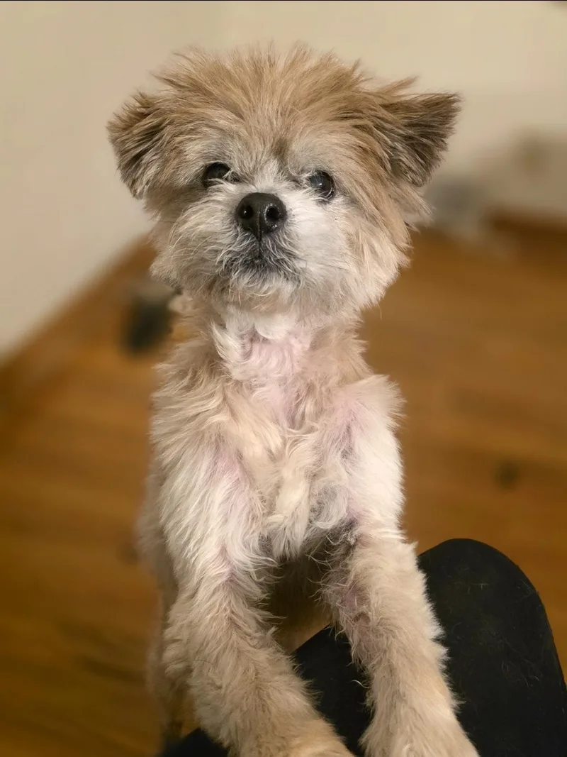 Louie thumbnail 2