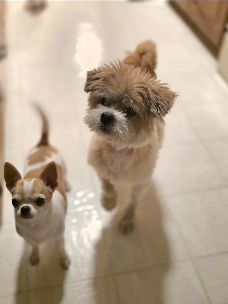 Louie thumbnail 3