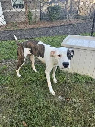 A young medium-sized female Pit Bull Terrier dog named Athena for adoption in Conway, SC