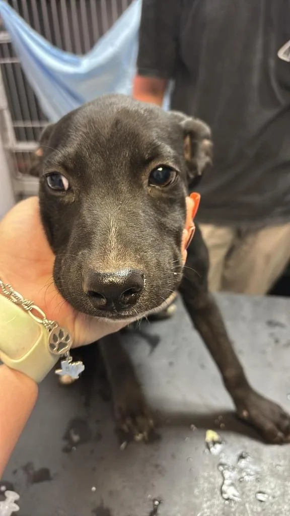 A baby medium-sized male Labrador Retriever dog named Pomodoro for adoption in New Braunfels, TX