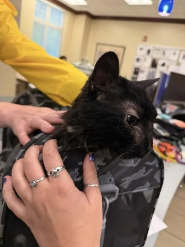 A senior small-sized male Domestic Medium Hair cat named Sirius for adoption in Virginia Beach, VA