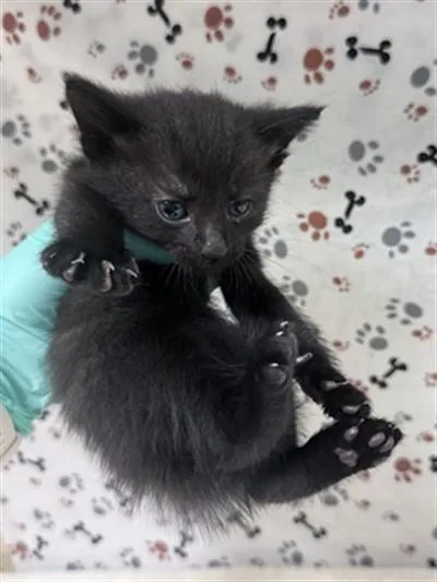A baby small-sized male Domestic Short Hair cat named Leonardo for adoption in Riverside, CA