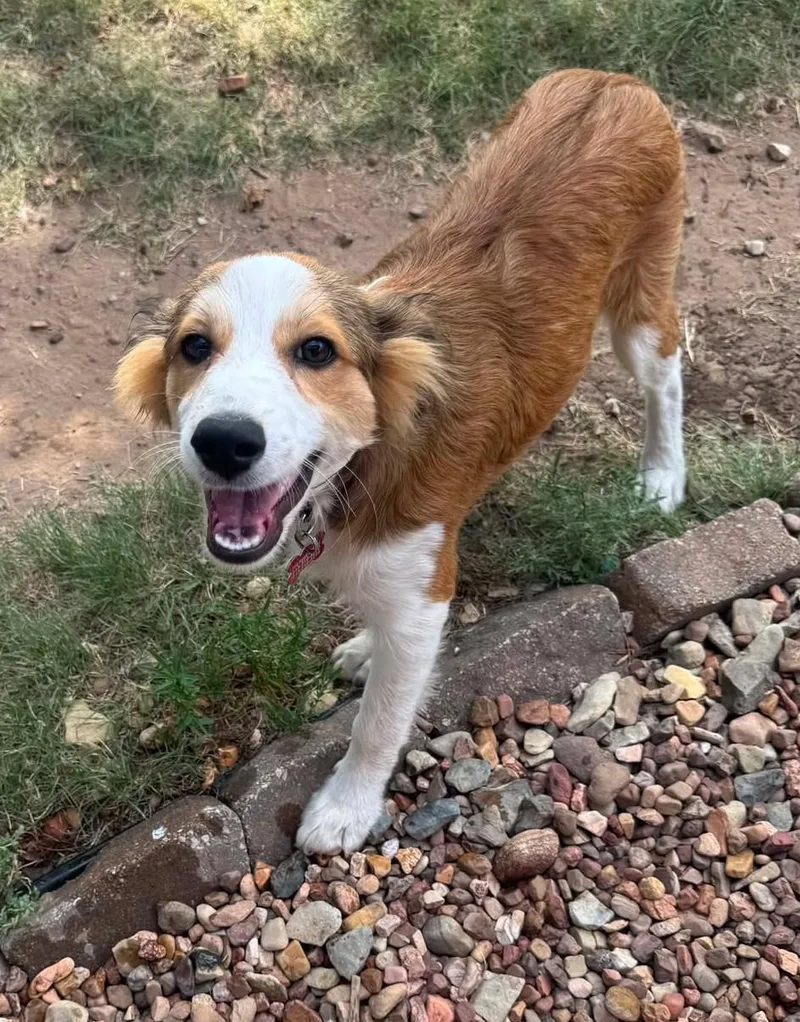 A baby medium-sized male White / Cream English Shepherd dog named Franz Joseph Haydn for adoption in Kiowa, OK