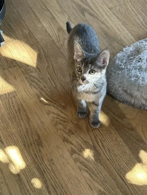 A baby small-sized female Domestic Short Hair cat named Nova for adoption in Thornton, CO