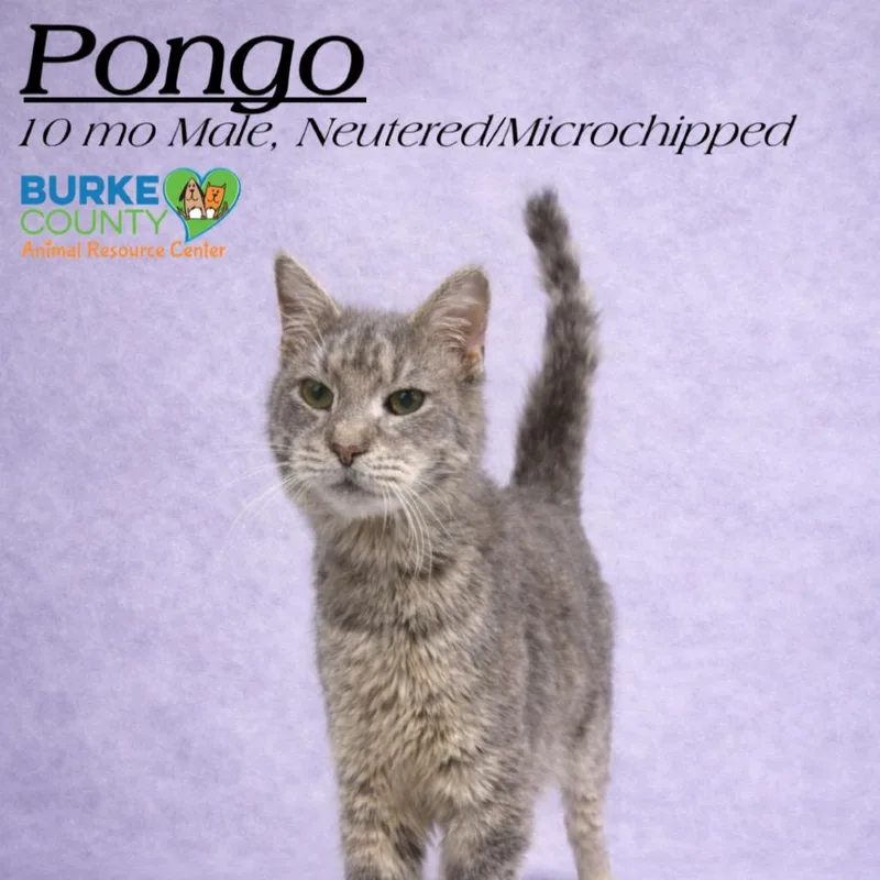 Pongo