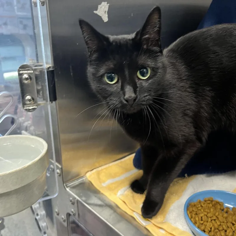 An adult medium-sized female Black Domestic Short Hair cat named Leah for adoption in Fort Wayne, IN