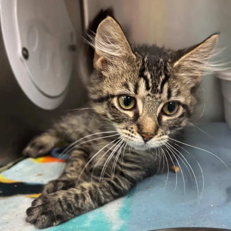 A baby small-sized male Brown / Chocolate Domestic Short Hair cat named Charleston for adoption in Lakeland, FL