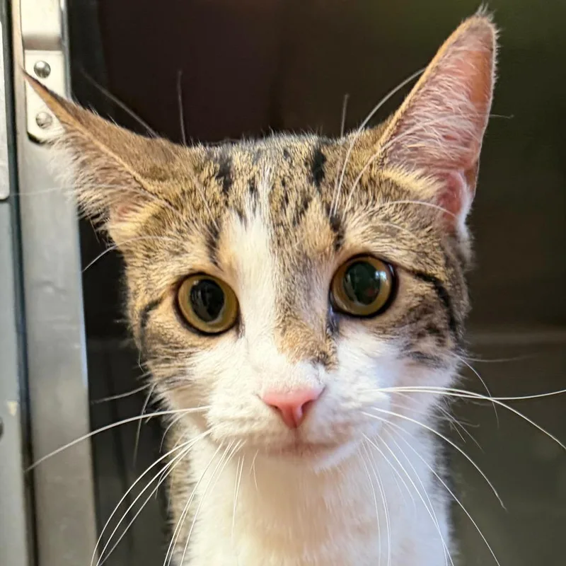 An adult medium-sized female White Domestic Short Hair cat named Bella for adoption in Calverton, NY