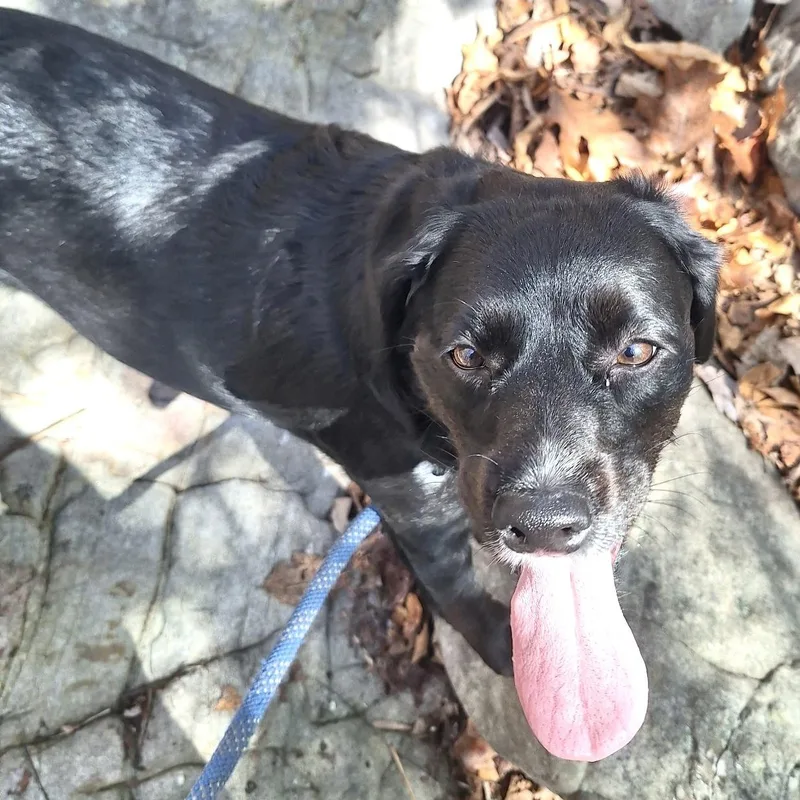 An adult medium-sized female Black Cocker Spaniel dog named Sophie for adoption in Andover, MA