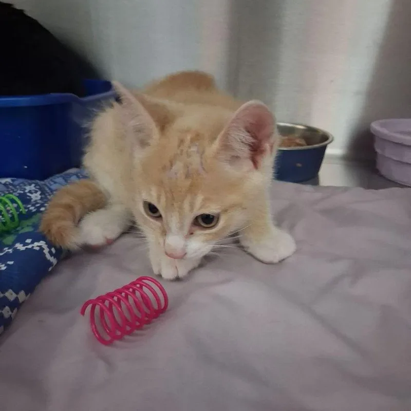 A young small-sized male Domestic Short Hair cat named Buffy for adoption in Kingman, AZ