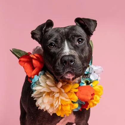An adult large-sized female Pit Bull Terrier dog named Snowdrop for adoption in Atlanta, GA