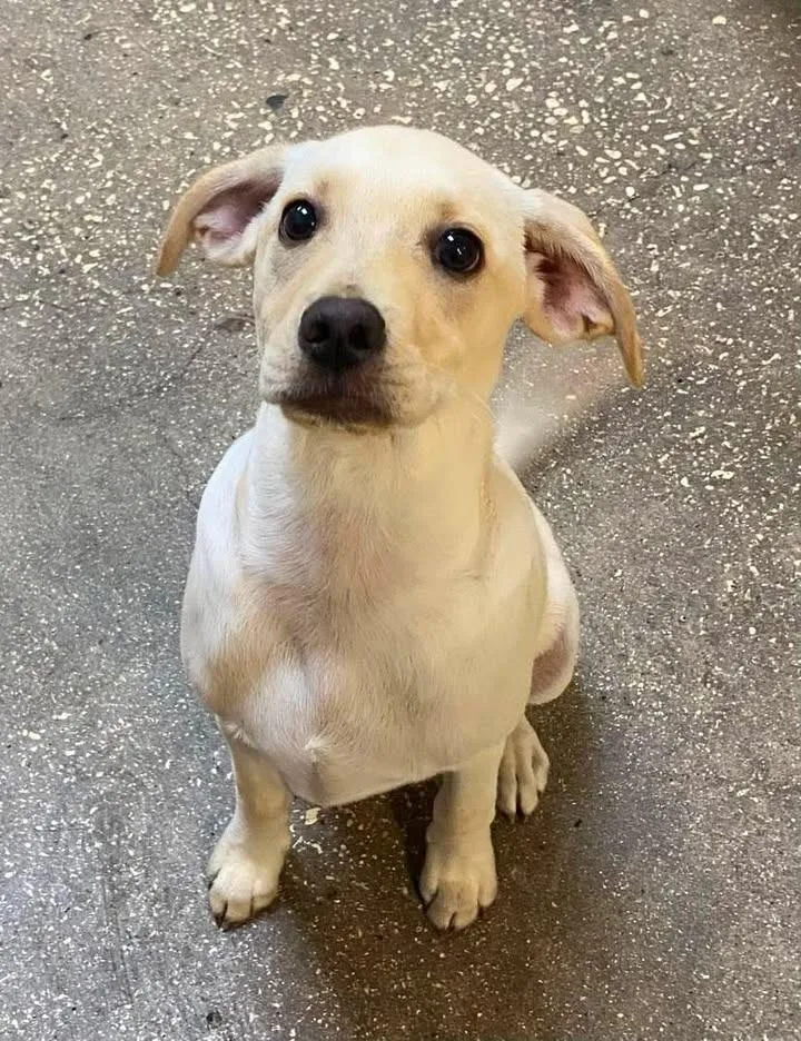 A baby small-sized male Mixed Breed dog named Kodee for adoption in Ocala, FL
