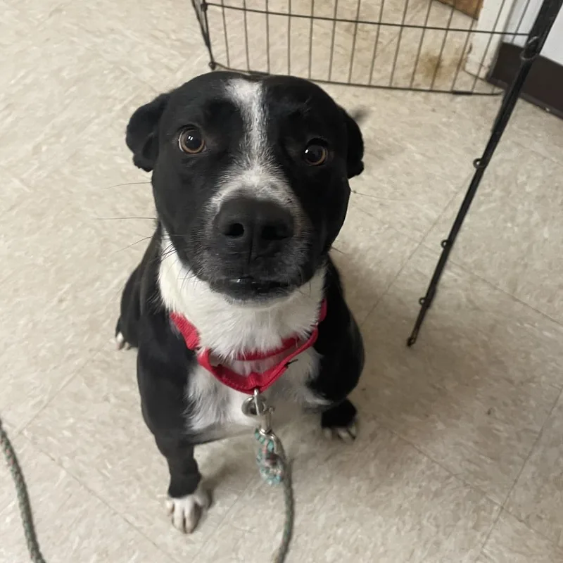 Oreo Twist thumbnail 3