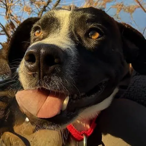 Oreo Twist thumbnail 4