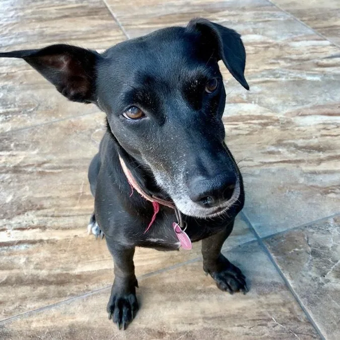 An adult medium-sized female Black Dachshund dog named Pantera for adoption in Houston, TX