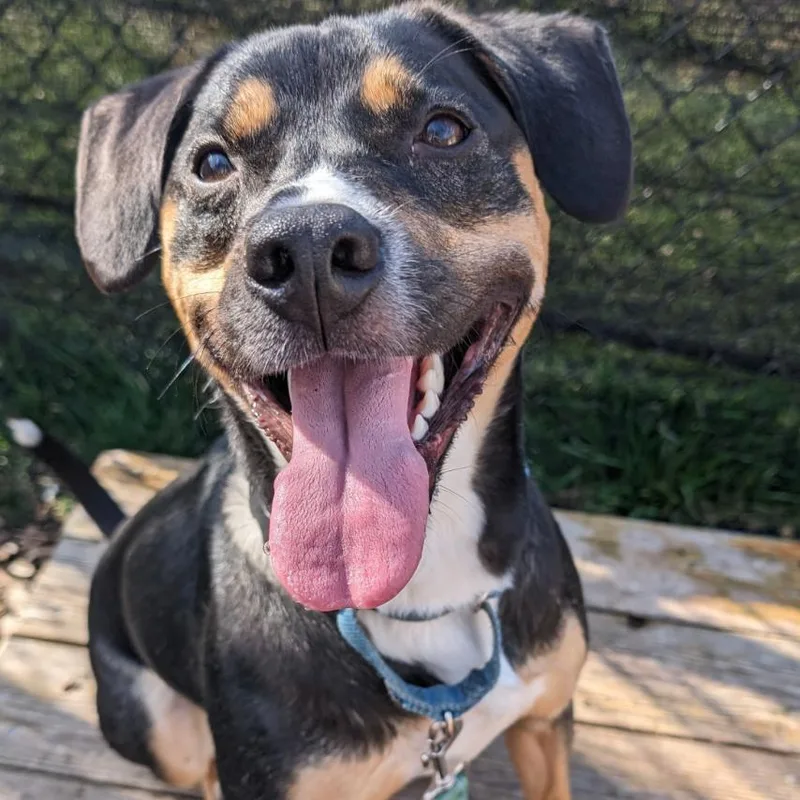 An adult small-sized female Black Hound dog named Layla for adoption in Briarcliff Manor, NY