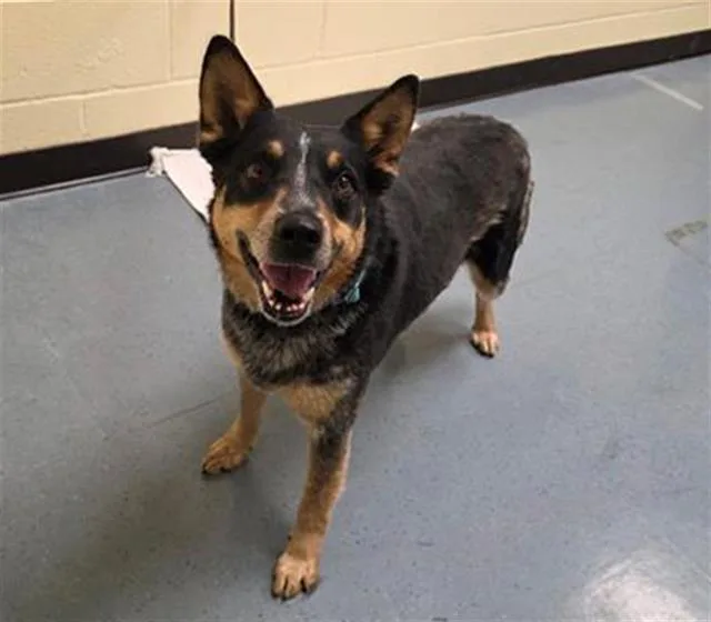 An adult medium-sized female Australian Cattle Dog / Blue Heeler dog named Ova for adoption in Denver, CO