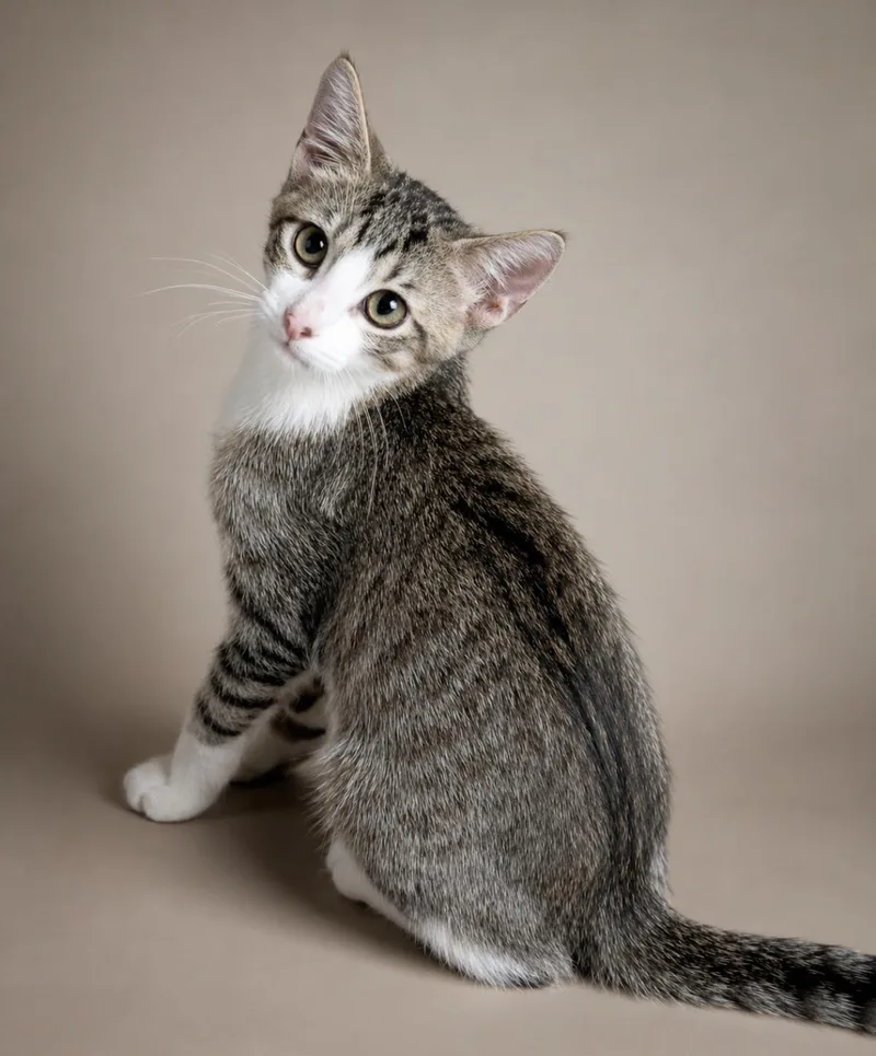A baby medium-sized male Gray / Blue / Silver Domestic Short Hair cat named Hudson for adoption in Spring, TX