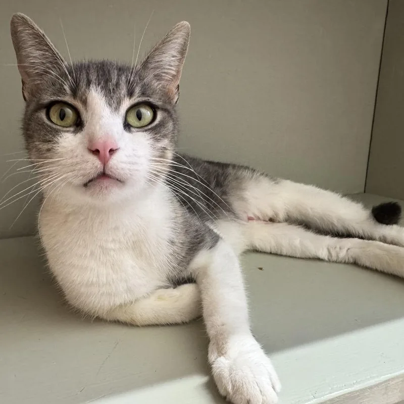 A young medium-sized female White Domestic Short Hair cat named Mama Jewel for adoption in Middle Village, NY