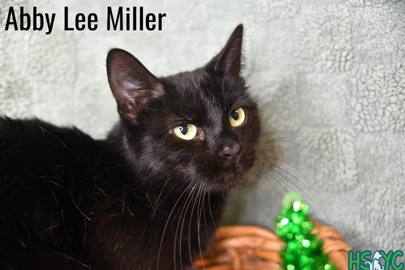 A young medium-sized female Domestic Short Hair cat named Abby Lee Miller for adoption in Fort Mill, SC