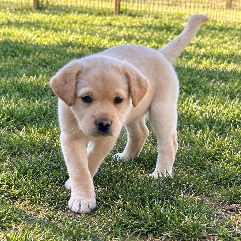A baby medium-sized female Shepherd dog named Jolene Guitar for adoption in Andover, MA