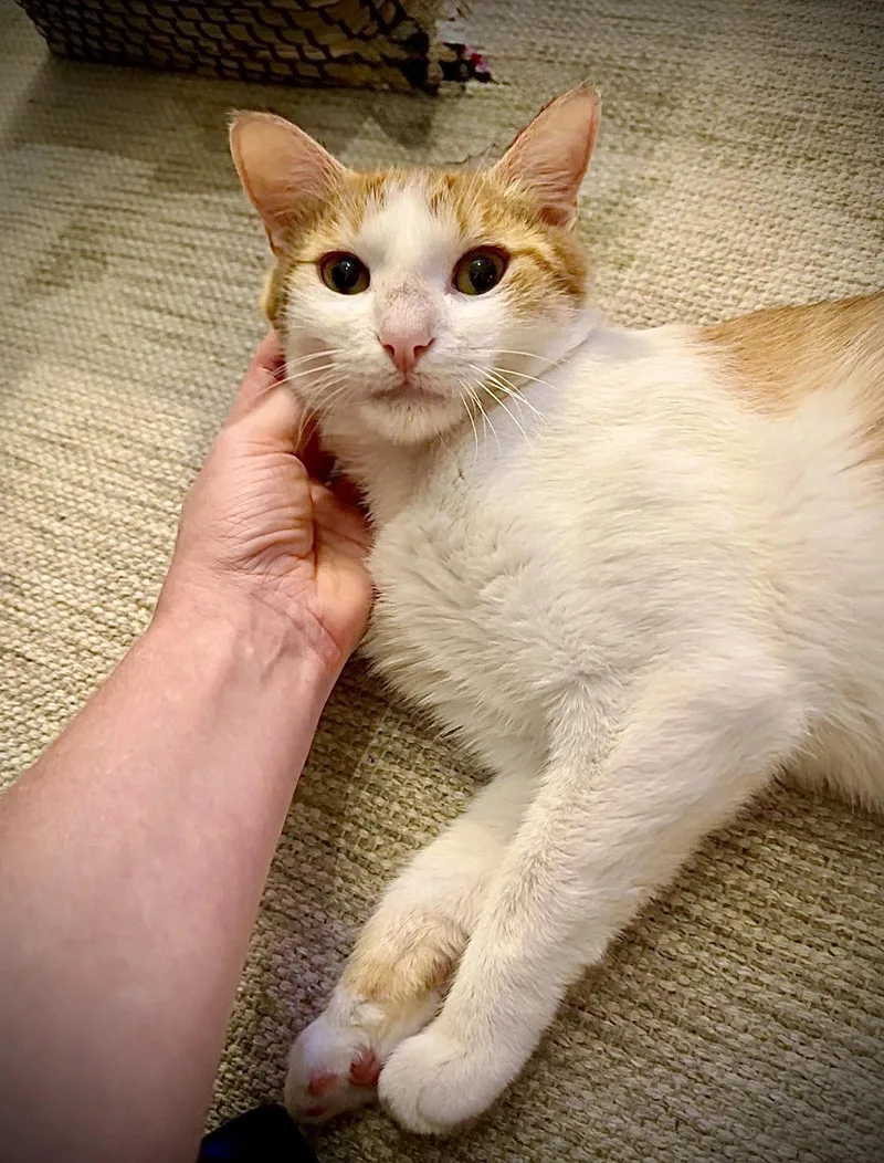 A young medium-sized male American Shorthair cat named Nilla Wafer for adoption in Brooklyn, NY