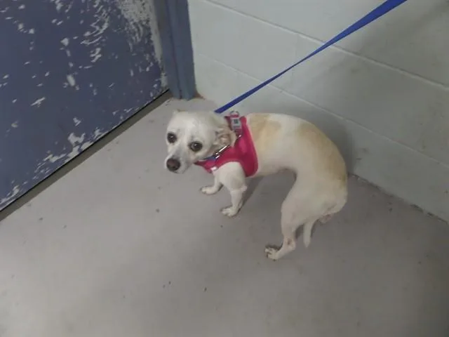 An adult small-sized female Chihuahua dog named Dakota for adoption in Augusta, GA