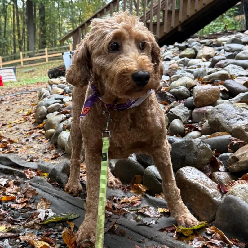 An adult medium-sized female Goldendoodle dog named Sydney for adoption in West Chester, PA