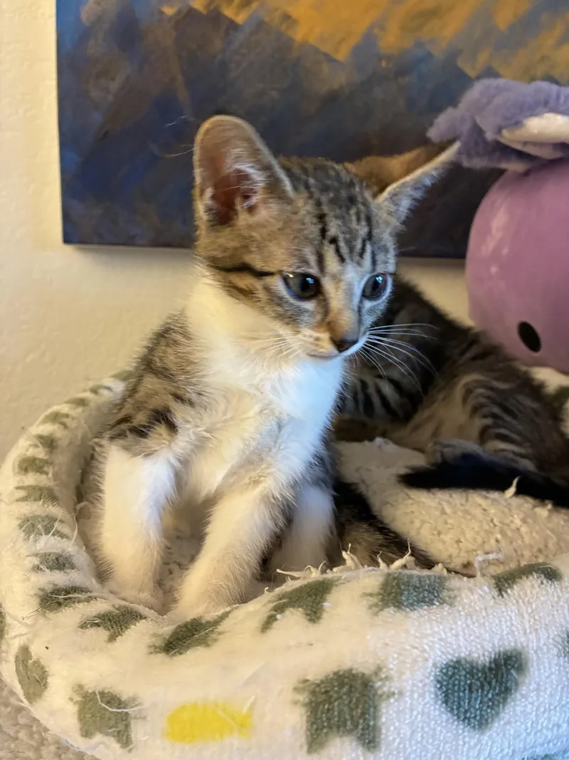 A baby medium-sized female Domestic Short Hair cat named Spike for adoption in Reno, NV