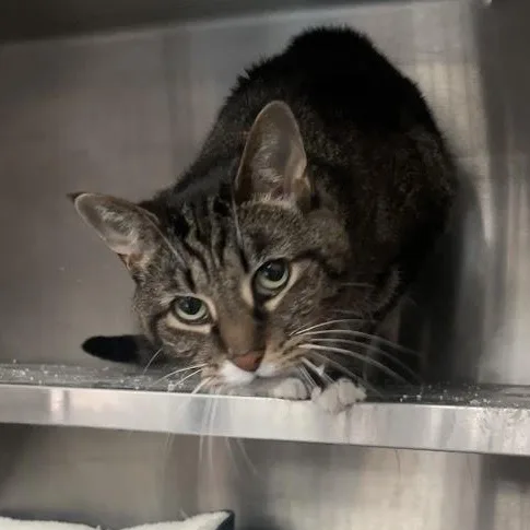 Lucy Bac thumbnail 3