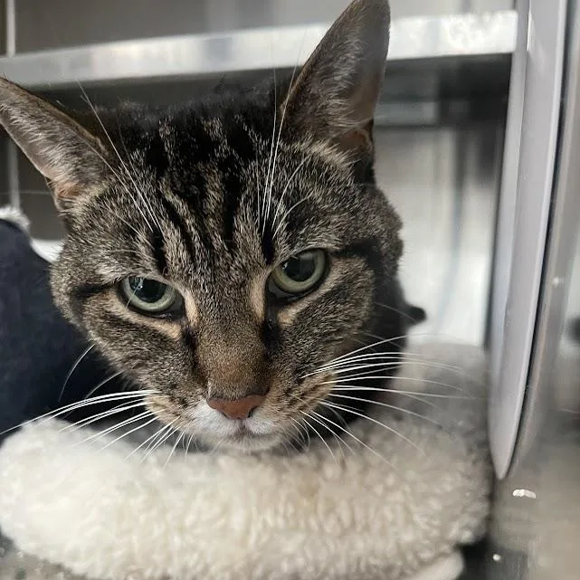 Lucy Bac thumbnail 4