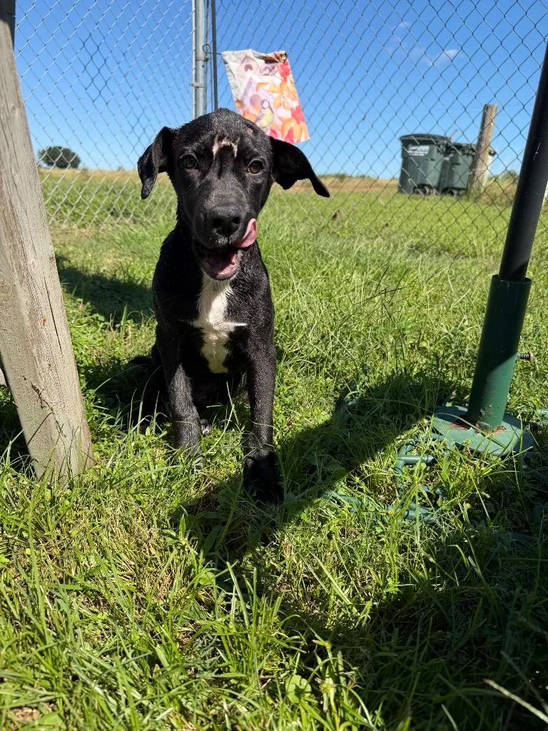 A baby large-sized male Mixed Breed dog named Gouda for adoption in Metter, GA