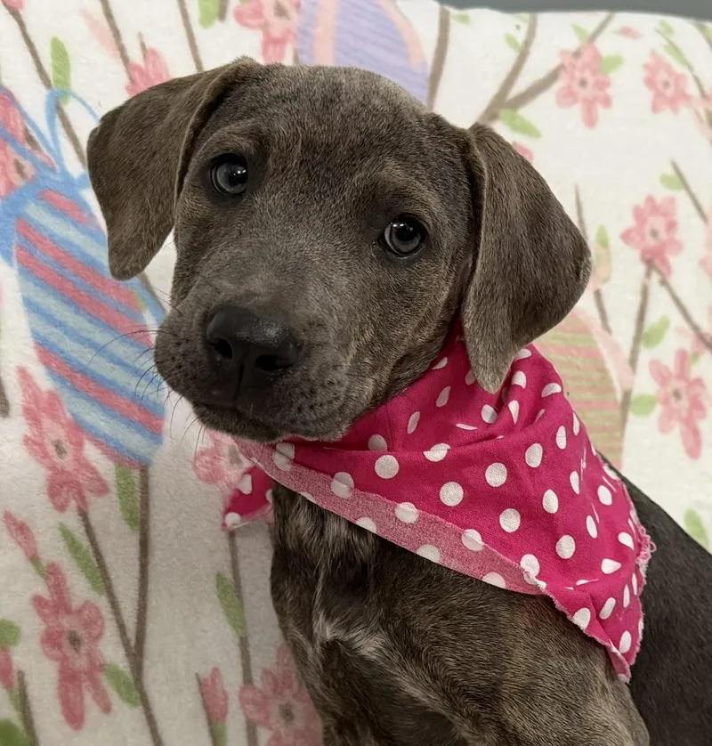 A baby medium-sized female Brindle Weimaraner dog named Elenor Elementary for adoption in Andover, MA