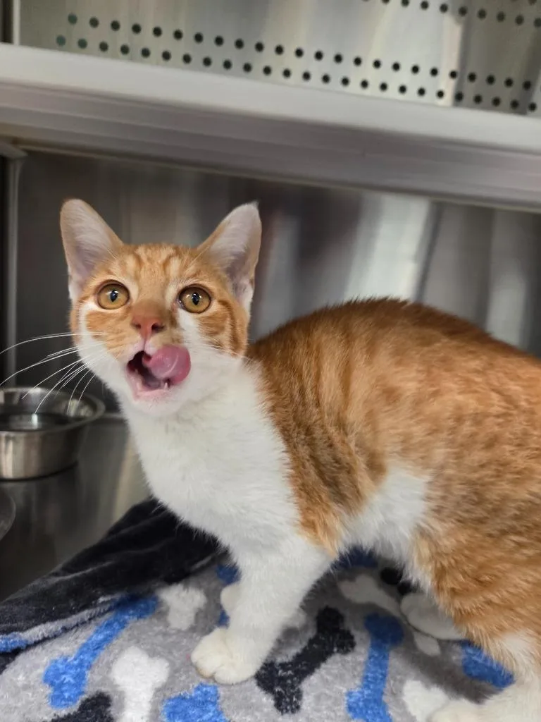 A baby small-sized male Domestic Short Hair cat named Einstien for adoption in Athens, TN