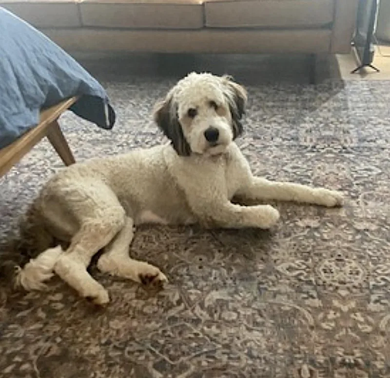 An adult large-sized female Apricot / Beige Bernedoodle dog named Penny for adoption in Amherst, MA