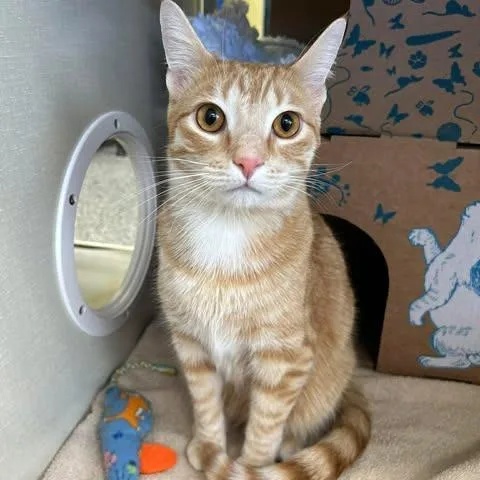 An adult medium-sized male Brown / Chocolate Domestic Short Hair cat named Evan for adoption in West Olive, MI