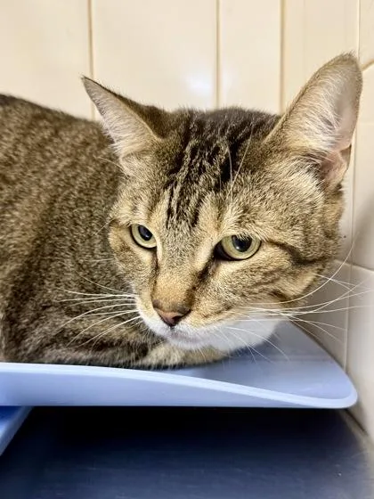 A senior extra large-sized female Domestic Short Hair cat named Rue for adoption in San Antonio, TX